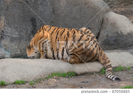 Amur tiger cub drinking water 87050885