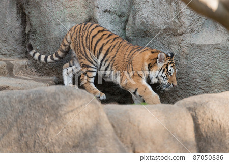 Amur tiger cub down the stairs 87050886