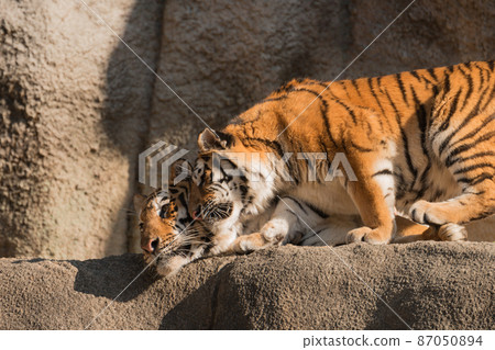 Amur tiger cub sweetened by mother Amur tiger cub sweetened by mother 87050894