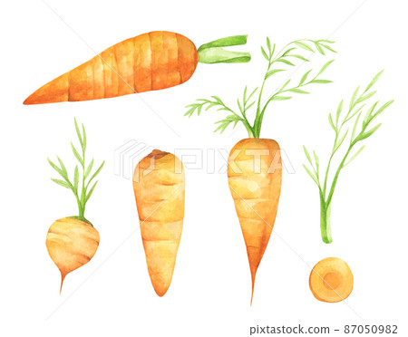 Set of fresh carrot fruits with green leaves. Isolated on white background. Watercolor illustration. 87050982