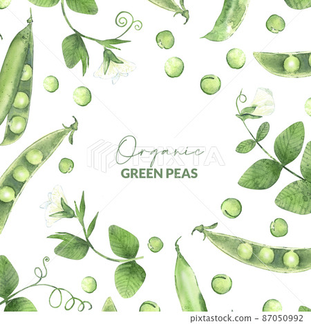 Design with watercolor pea pods. Illustrated organic food. Template for greeting card, label and packaging. 87050992