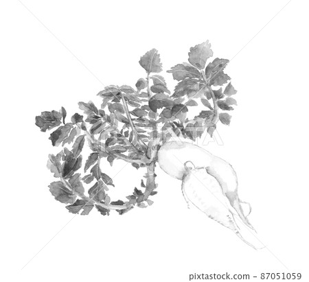 Mottainai蔬菜蘿蔔單調【水墨畫風水彩】白底透明背景 87051059