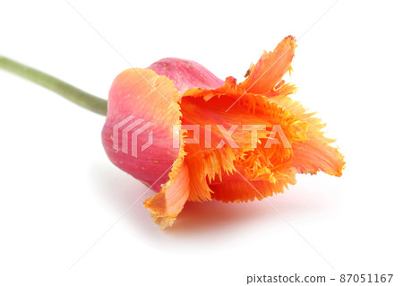 Multicolor tulip Multicolor tulip 87051167