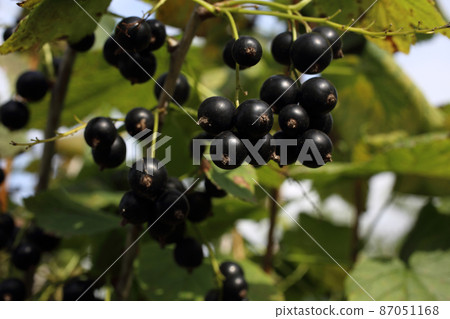 Growing black currant Growing black currant 87051168