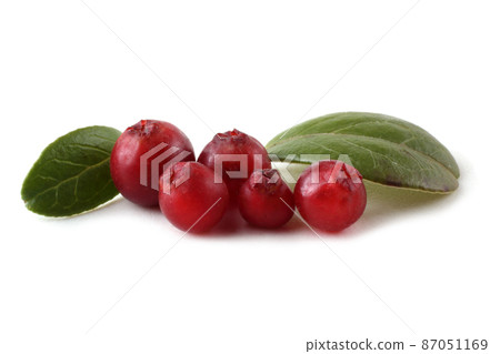 Cowberry Cowberry 87051169