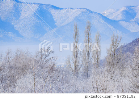 [北海道上富良野町] 有白霜的樹木 87051192