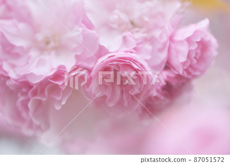 豪華的雙櫻花 豪華的雙櫻花 87051572