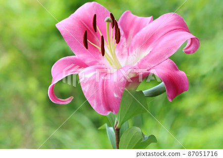 Large lily, dark pink flower, oriental hybrid system, natural green background Large lily, dark pink flower, oriental hybrid system, natural green background 87051716