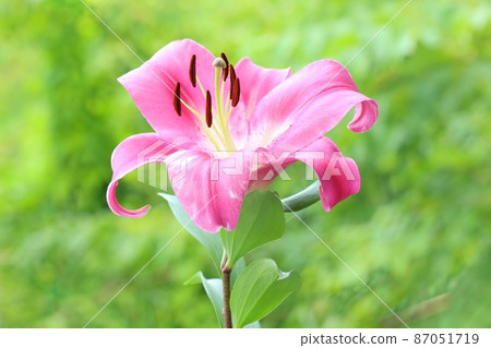 大百合，深粉色花，東方雜交系統，天然綠色背景 87051719