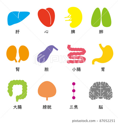 五臟六腑和大腦圖標，日文，色彩繽紛，有趣 87052251