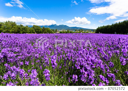July Hokkaido ・ Lavender field at Farm Tomita July Hokkaido ・ Lavender field at Farm Tomita 87052572