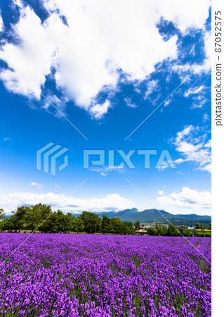 July Hokkaido ・ Lavender field at Farm Tomita 87052575