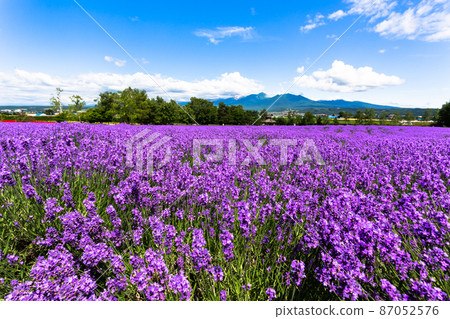 July Hokkaido ・ Lavender field at Farm Tomita 87052576