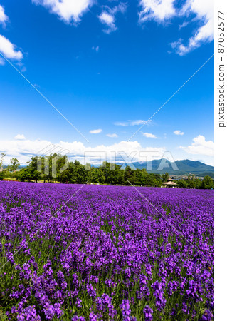 July Hokkaido ・ Lavender field at Farm Tomita 87052577