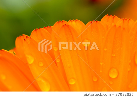 春花金盞花 (Calendula officinalis) 春花金盞花 (Calendula officinalis) 87052825