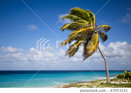 Palm tree on the blue sky and azure sea background. Palm tree on the blue sky and azure sea background. 87053281