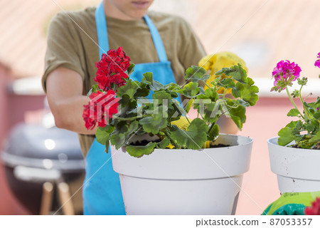 Home gardening. Hands with gloves planted a flowers in a pot. Home gardening. Hands with gloves planted a flowers in a pot. 87053357