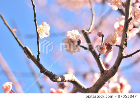 Plum blossoms in full bloom Plum blossoms in full bloom 87053847