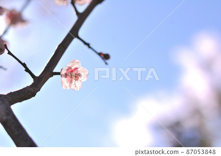Plum blossoms in full bloom Plum blossoms in full bloom 87053848