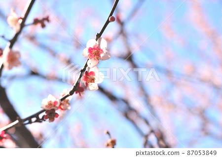 Plum blossoms in full bloom Plum blossoms in full bloom 87053849