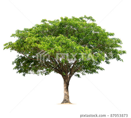 big tree isolate on white background big tree isolate on white background 87053873