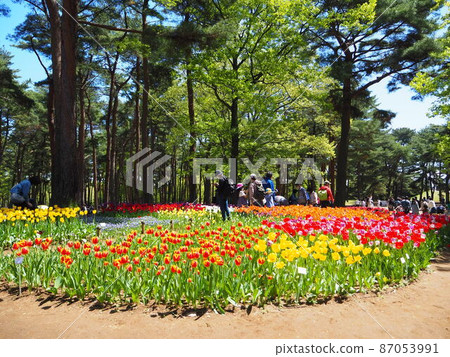 Tulip of the state-run Hitachi Beach Park 87053991