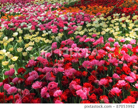 Tulip of the state-run Hitachi Beach Park Tulip of the state-run Hitachi Beach Park 87053992