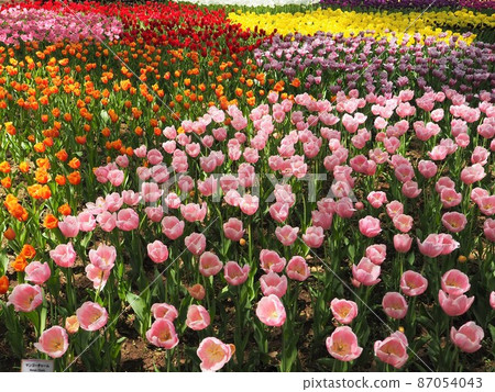 Tulip of the state-run Hitachi Beach Park Tulip of the state-run Hitachi Beach Park 87054043