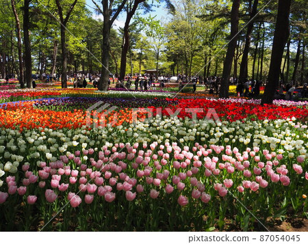 Tulip of the state-run Hitachi Beach Park Tulip of the state-run Hitachi Beach Park 87054045