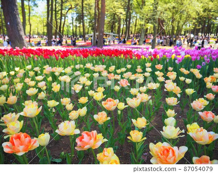 Tulip of the state-run Hitachi Beach Park Tulip of the state-run Hitachi Beach Park 87054079