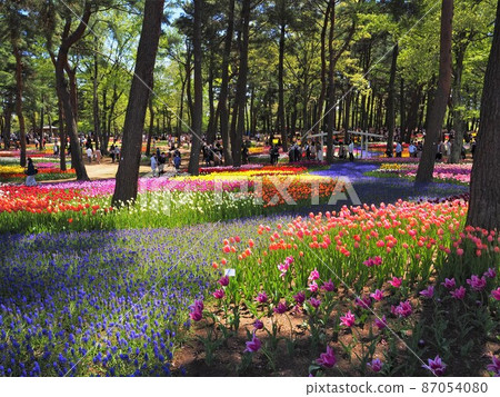 Tulip of the state-run Hitachi Beach Park Tulip of the state-run Hitachi Beach Park 87054080
