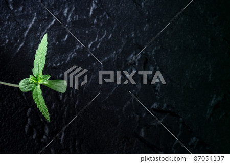 Cannabis plant sprout on a black background with copy space Cannabis plant sprout on a black background with copy space 87054137