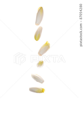 raw organic endives, salad chicory 87054280