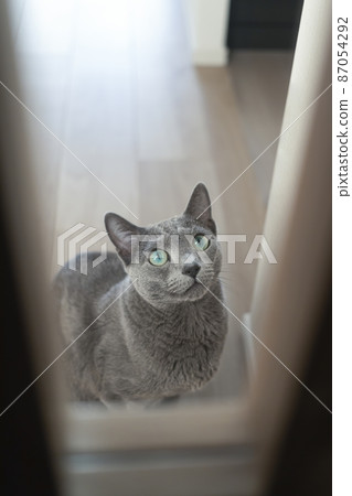 俄羅斯藍等待主人歸來 87054292