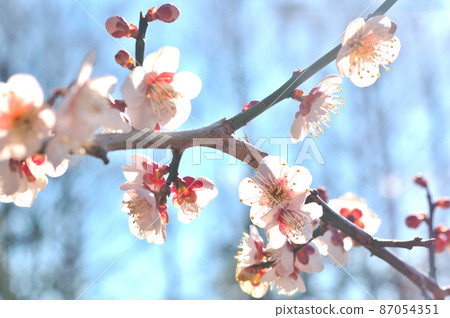 梅花盛開 梅花盛開 87054351