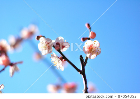 梅花盛開 梅花盛開 87054352