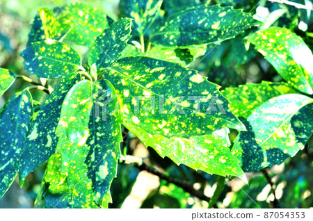 Aucuba leaves 87054353