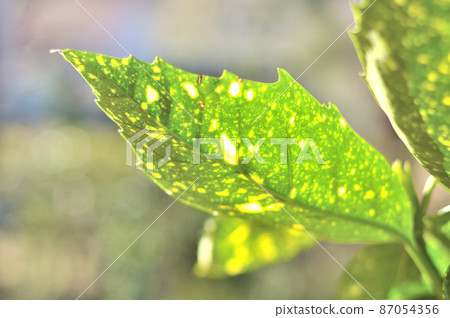 Aucuba leaves 87054356