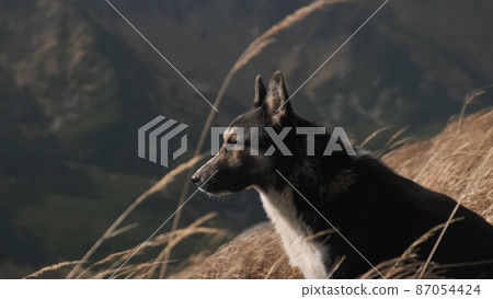 Close-up laika dog looks into camera in mountains. Portrait of cute pet which sits in profile in dry golden grass. High grass flies in wind on sunset. No people Close-up laika dog looks into camera in mountains. Portrait of cute pet which sits in profile in dry golden grass. High grass flies in wind on sunset. No people 87054424