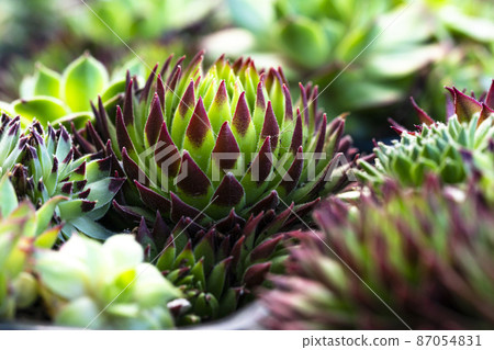 Close up of Crassulaceae, Used for general decoration in the house and garden. 87054831