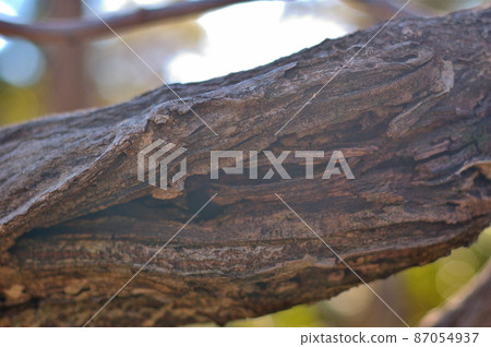 老樹樹表 老樹樹表 87054937