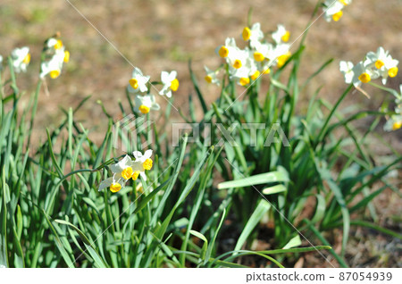 Narcissus flower Narcissus flower 87054939