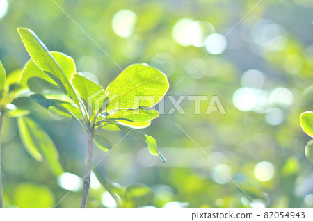 Aucuba leaves 87054943