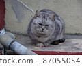 一隻用非常喜怒無常的槍射擊的貓 87055054