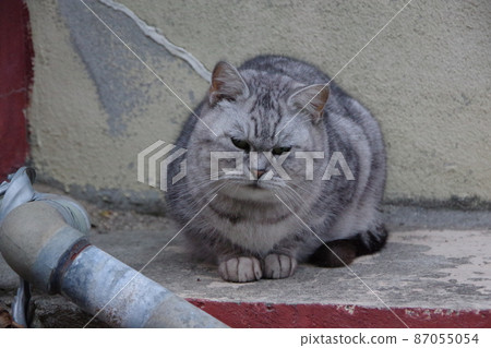 一隻用非常喜怒無常的槍射擊的貓 87055054