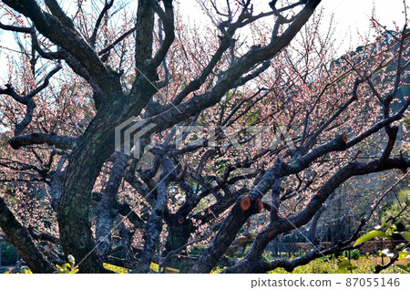 梅花盛開 梅花盛開 87055146