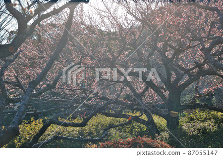 梅花盛開 梅花盛開 87055147