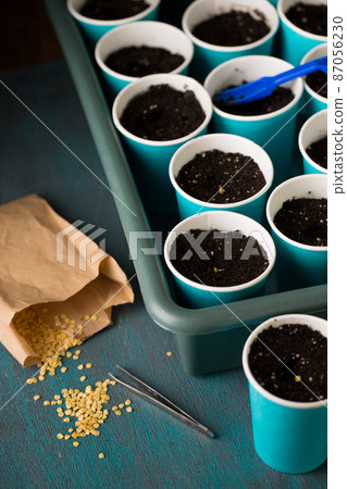 Garden still life with pepper seeds, close-up 87056230