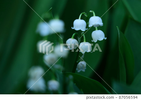 Flowers for good luck 87056594