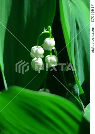 Flowers for good luck Flowers for good luck 87056617